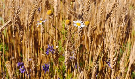  When Water Flows: A Journey Through Sustainable Agriculture in Korea - Unveiling Nature's Hidden Symphony